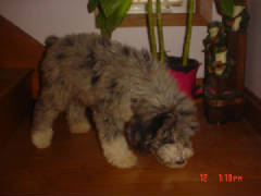 Aussiedoodlesandpoodles013.jpg