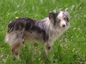 Breezyaussie.JPG