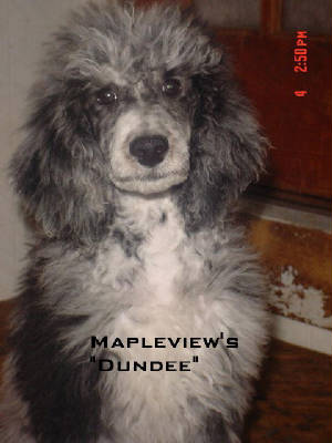 Dundee1.jpg