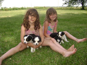 girlsandauroraspups237.JPG