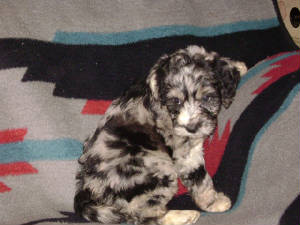 lXbpuppy5.JPG