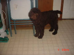simonesbrownmaussiedoodle480.jpg