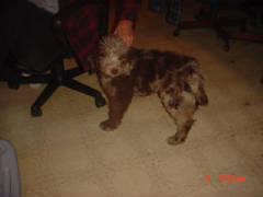 simonesbrownmerleaussiedoodle474.jpg