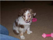 sprocket1.jpg
