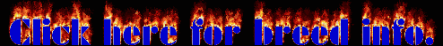 AussieBreedinfo.gif
