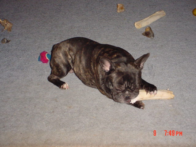 mollydolly.jpg